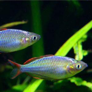 praecox rainbow fish