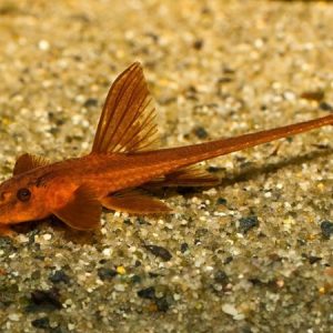 Red Lizard Catfish