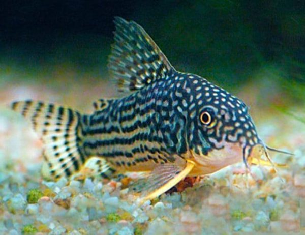 STERBAI CORYDORUS