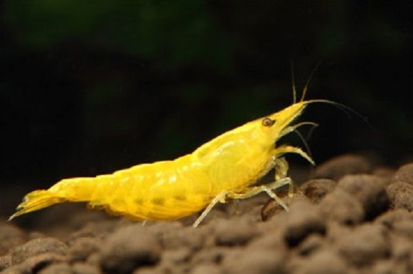 yellow shrimp