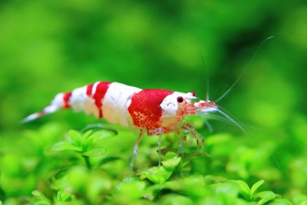 red bee shrimp