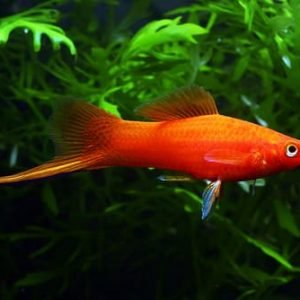 Red Sword Tail Platy