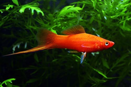 Red Sword Tail Platy
