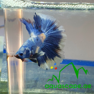 Live betta fish for sale hot sale near me