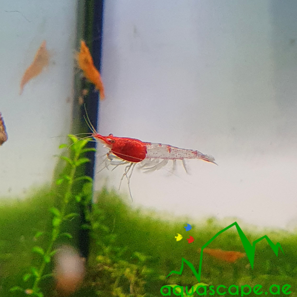 Red rilli shrimp
