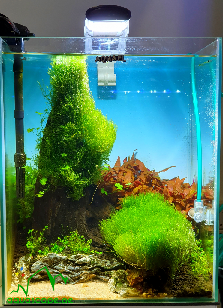 Co2 Refill for Aquarium - aquascape