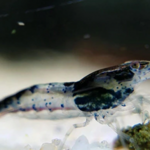blue sushi shrimp