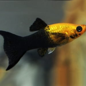 Black Gold Dust Molly