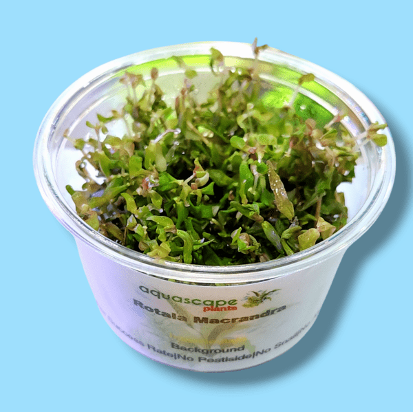 Aquascapeplants Rotala macrandra Japan