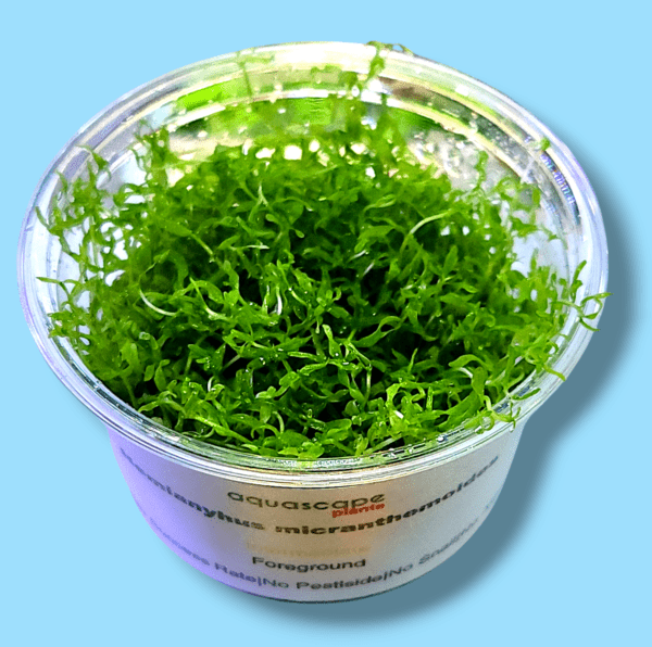 Hemianthus micranthemoides pearl weed