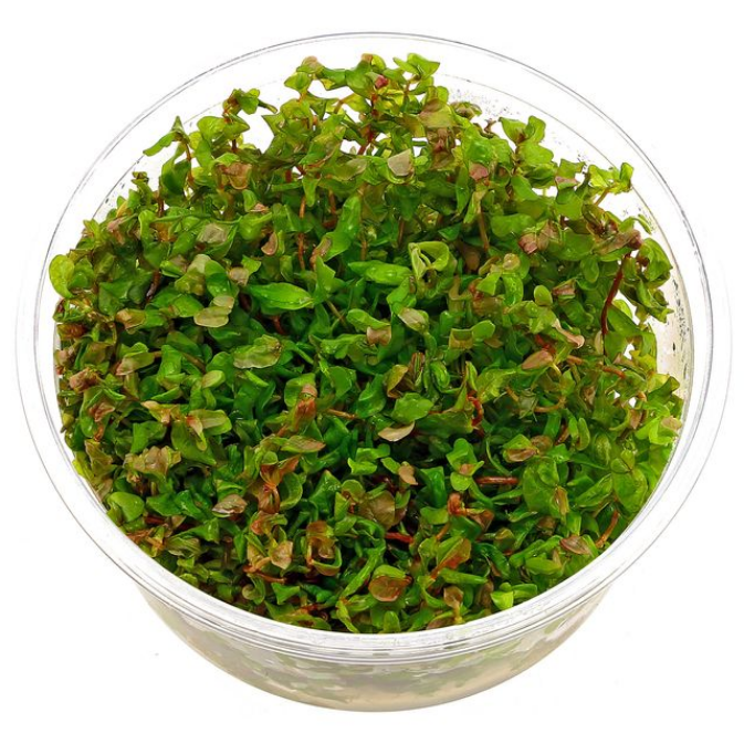 Aquascapeplants Rotala Macrandra - Aquascape