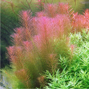 Rotala wallichii