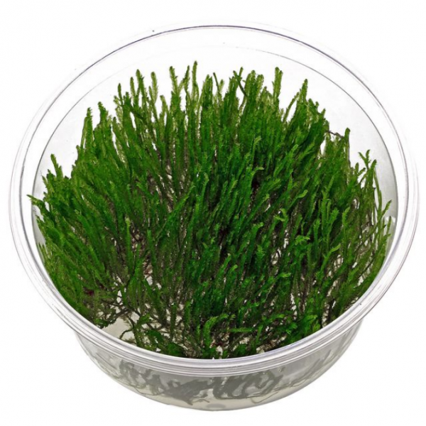 Taxiphyllum spiky moss