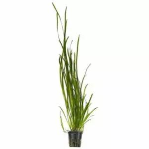 Aquascapeplants Vallisneria Leopard