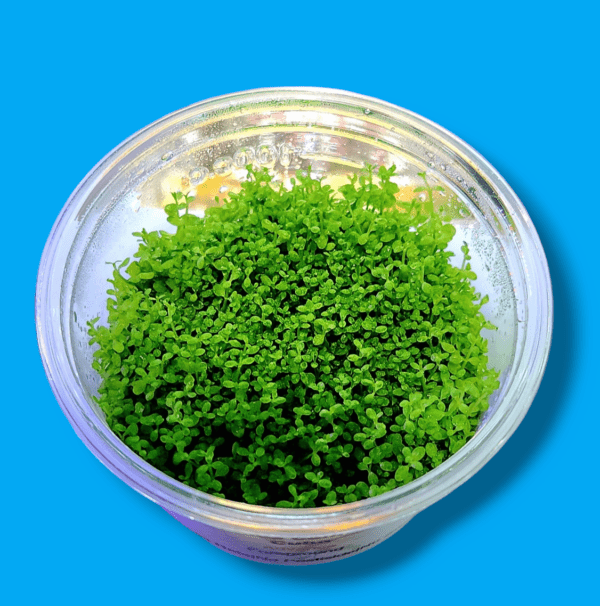 Aquascapeplants Hemianthus callitrichoides 'cuba' - Image 3