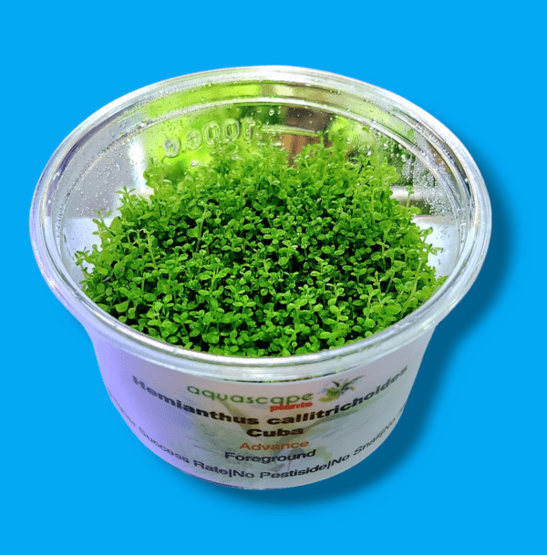 Aquascapeplants Hemianthus callitrichoides 'cuba' - Image 2