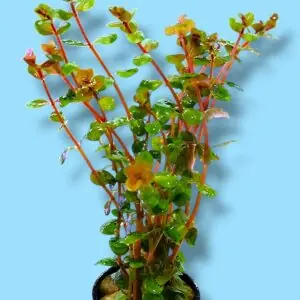 Rotala Orange Juice Aquatic Plant