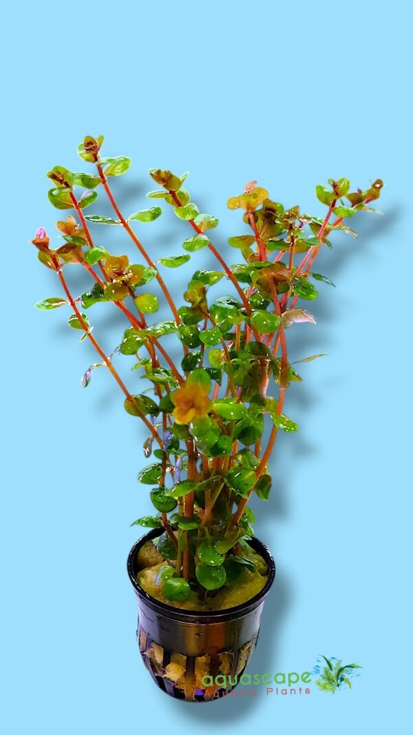 Rotala Orange Juice Aquatic Plant