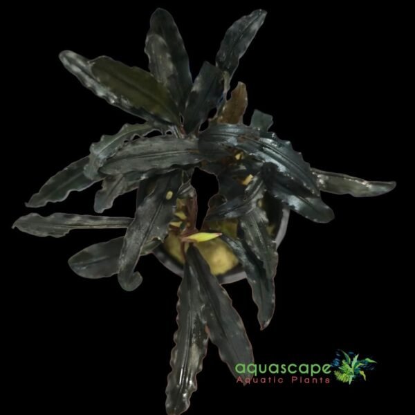 Aquascapeplant Bucephalandra Kedagang - Image 2