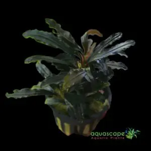 Aquascapeplant Bucephalandra Kedagang