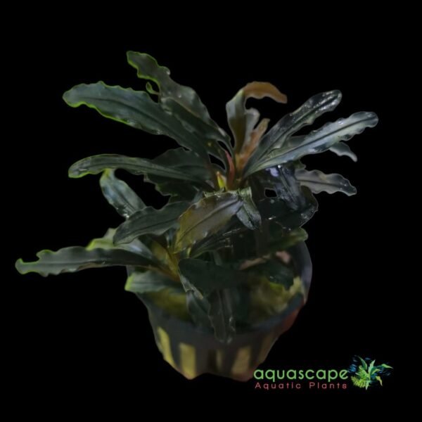 Aquascapeplant Bucephalandra Kedagang