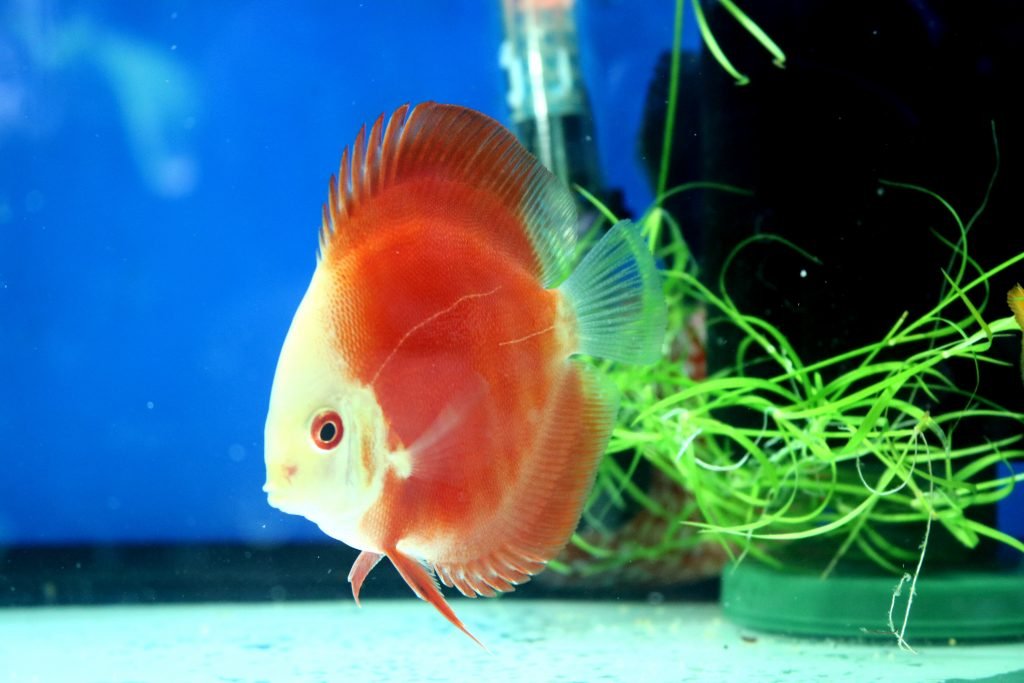 Marlboro Red Discus - aquascape