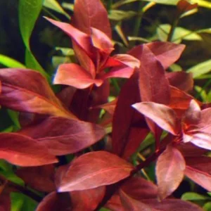 Aquascapeplants Ludwigia repens 'super red'