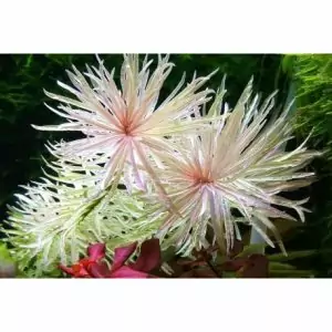 Aquatic Plant Ludwigia White