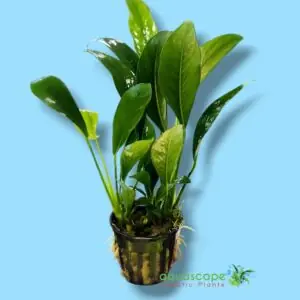 Anubias lanceolata pot