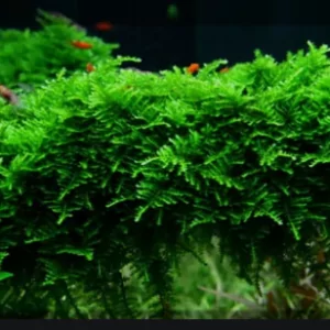 Christmas moss in Bag