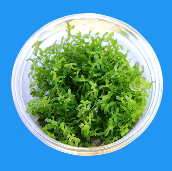 Aquascapeplants Rotala Green - Image 3