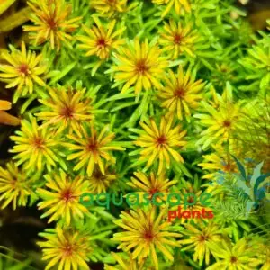 Aquascapeplants Rotala wallichii