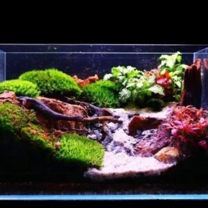 Handcrafted Premium Zen Riverbed Bioactive Terrarium