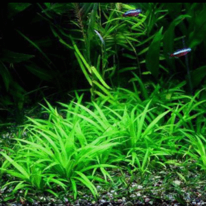 Helanthium "quadricostatus" Chain sword