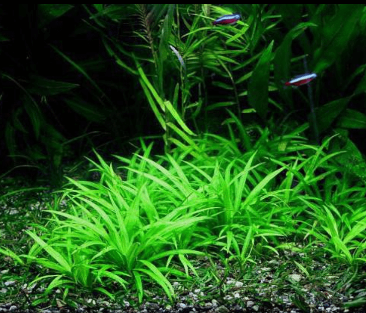 Helanthium "quadricostatus" Chain sword