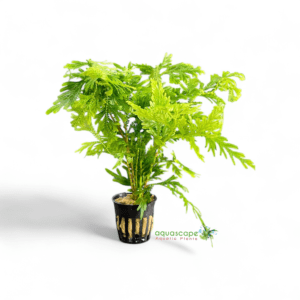 Selaginella wildenowii Peacock fern