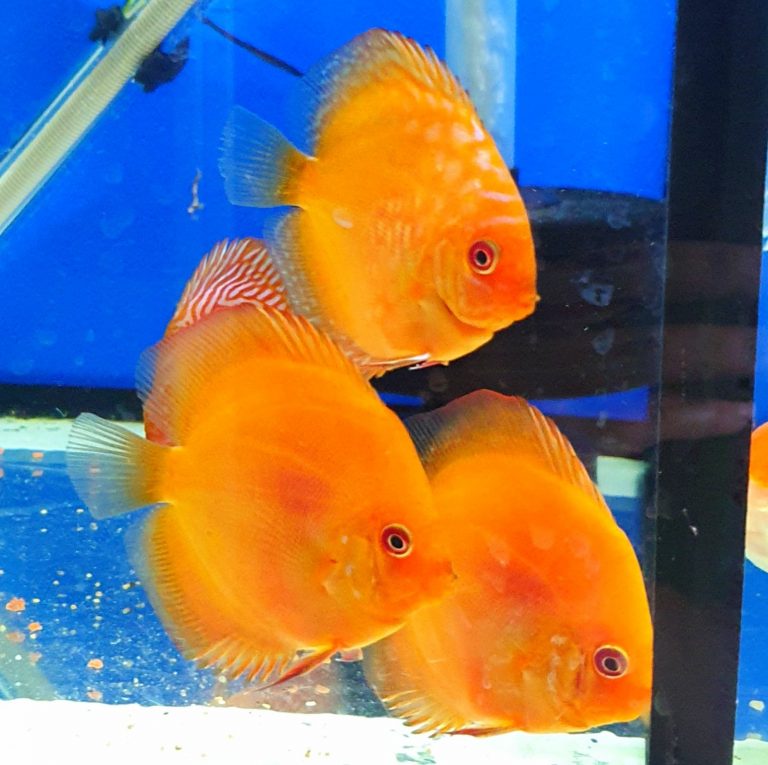 Orange Panda Discus - aquascape