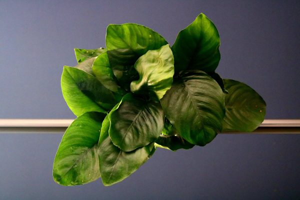 Anubias barteri broad leaf Mother plant - Image 3