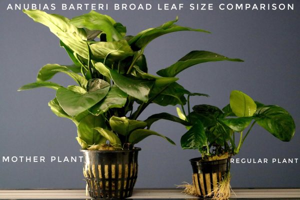 Anubias barteri broad leaf Mother plant - Image 2