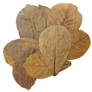 catappa almond leaves