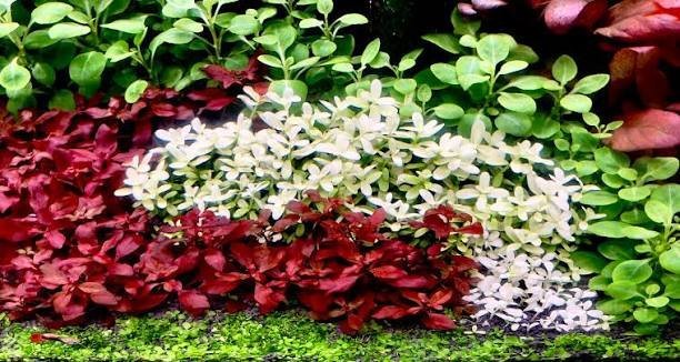 Bacopa compact ‘White’ Limited Edition - Image 2