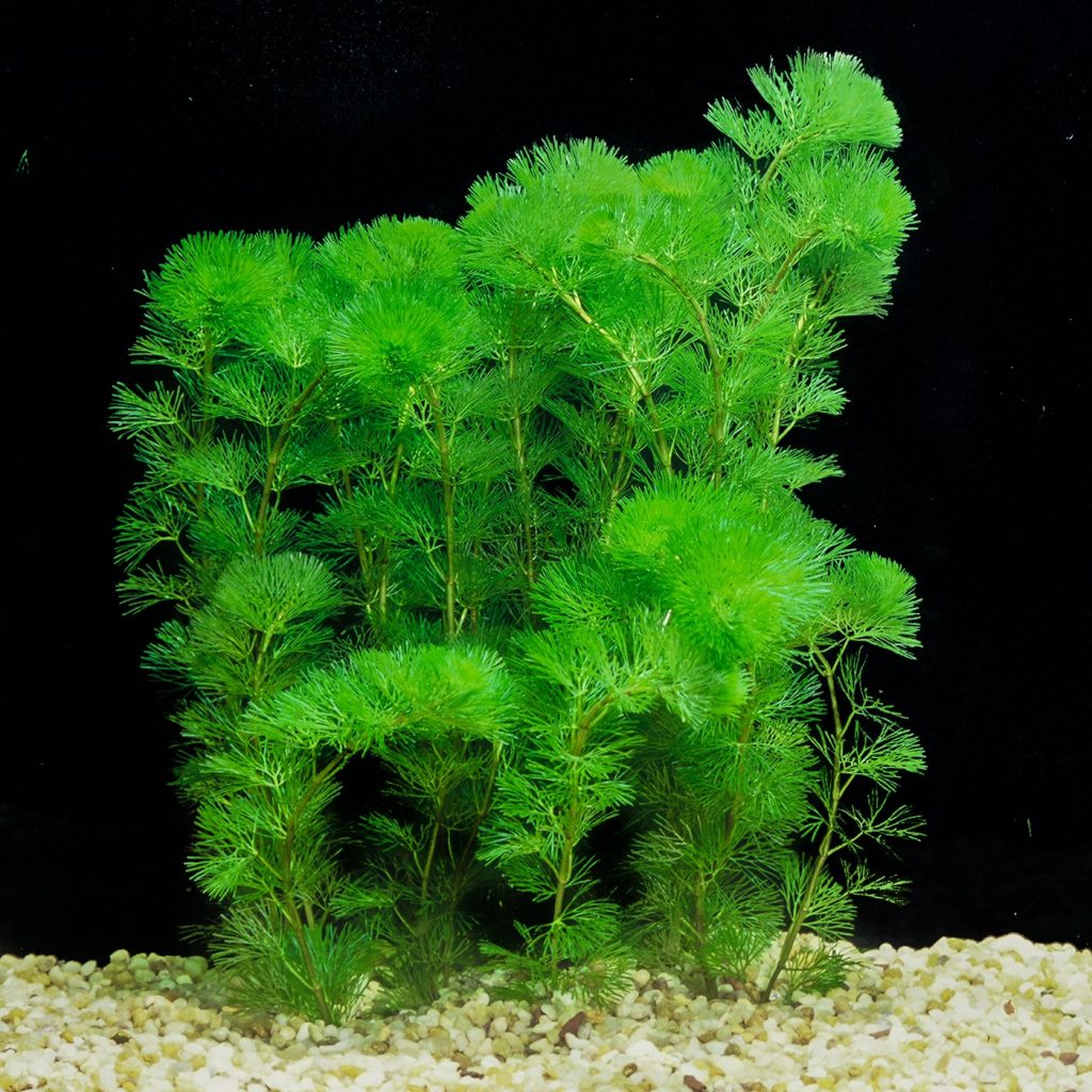 Cabomba Caroliniana Aquascape 0459