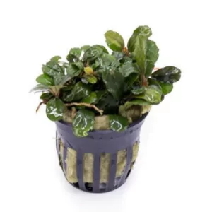 Bucephalandra Brownie Blue