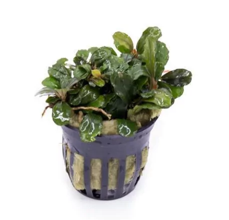 Bucephalandra Brownie Blue
