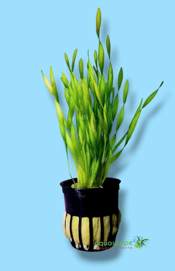 Vallisneria spiralis Torta Aquarium Plant