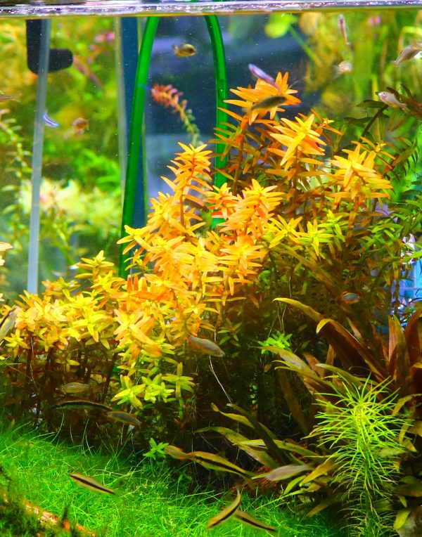 Rotala Orange Juice Aquatic Plant - Image 3