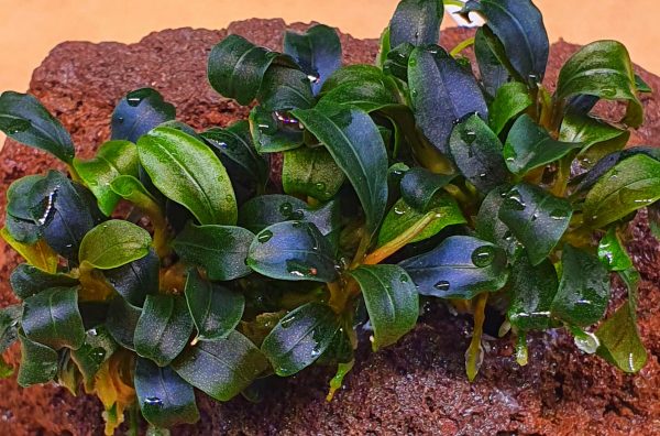 Bucephalandra Brownie Purple cup