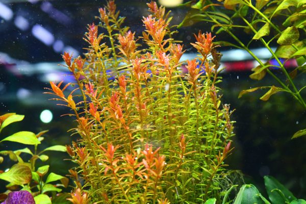 Rotala Orange Juice Aquatic Plant - Image 2