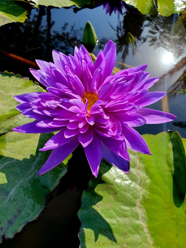 Aquascape Patio Pond - Image 2