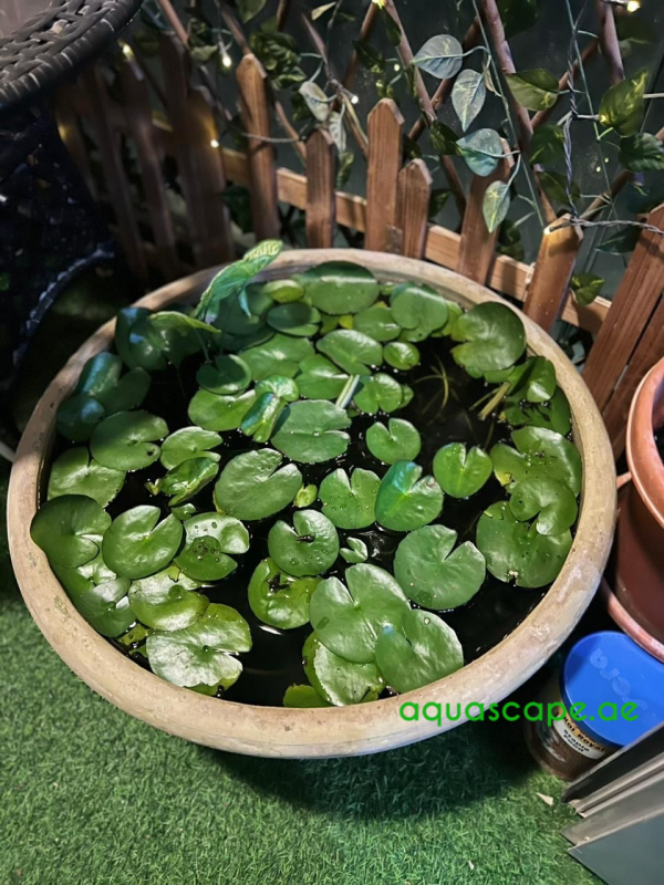 Aquascape Patio Pond